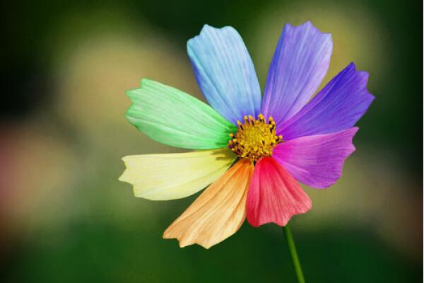 七色堇这种花真的存在吗，象征着思念、希望和爱情