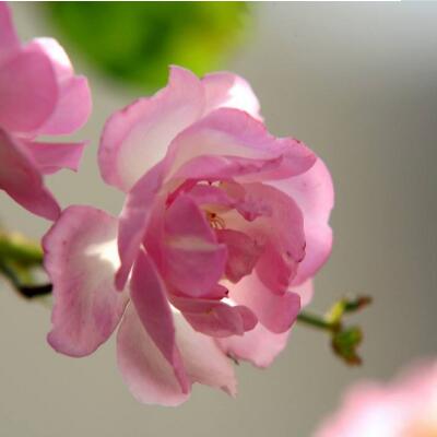 蔷薇花语是什么，代表着美好的爱情适合恋人