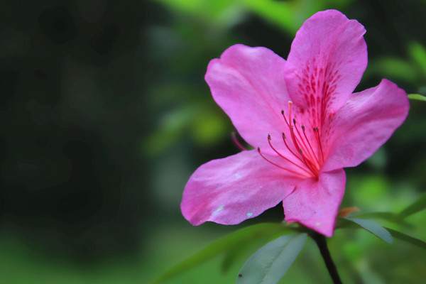 杜鹃花掉叶子原因