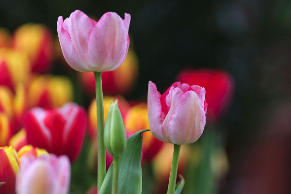 郁金香花期时间