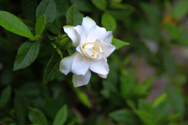 栀子花掉花苞怎么回事