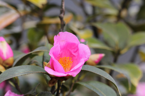 盆栽山茶花怎么养