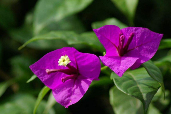 三角梅控水和促花方法