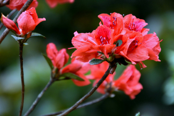 杜鹃花叶子干枯怎么办，控水遮阳最重要