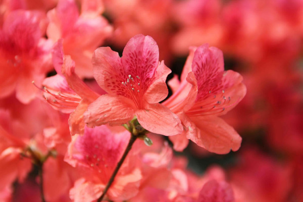 杜鹃花叶子干枯怎么办，控水遮阳最重要