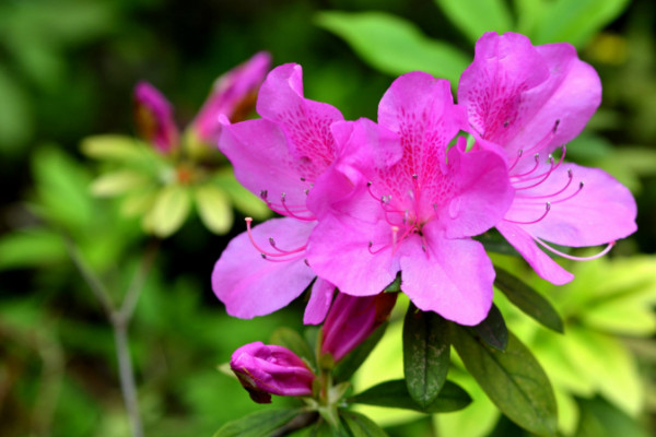 杜鹃花叶子干枯怎么办，控水遮阳最重要