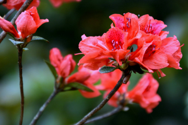 杜鹃花掉叶子怎么扑救，控水控温更换盆土