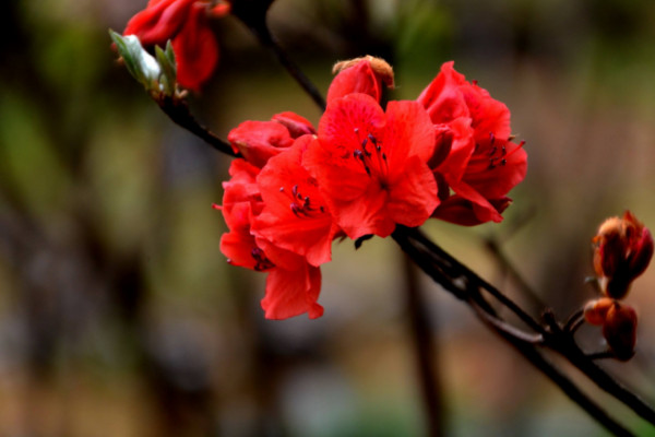 杜鹃花掉叶子怎么扑救，控水控温更换盆土