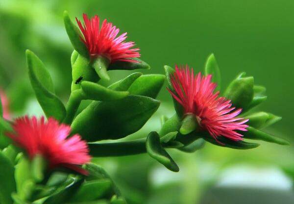 牡丹吊兰不开花怎么办，可能是浇水太多导致