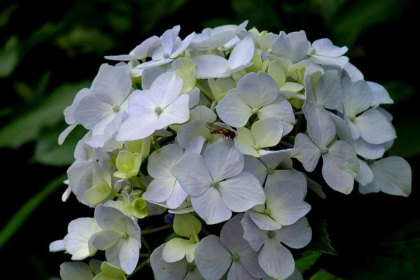 绣球花什么时候开花