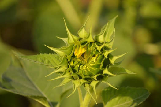 观赏向日葵种子：7～8月观赏最佳