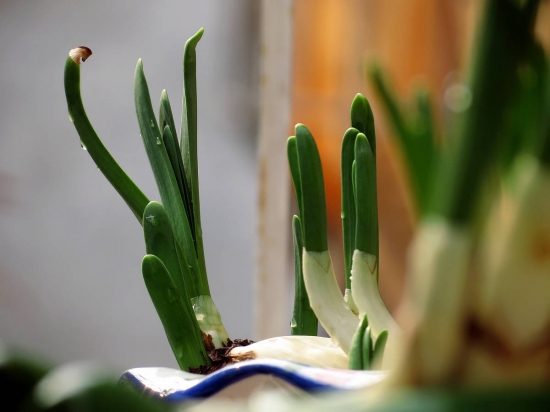 水仙花冬天怎么养，如何控制花期