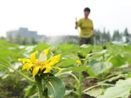 向日葵叶子枯萎怎么办？四种方法教你如何挽救