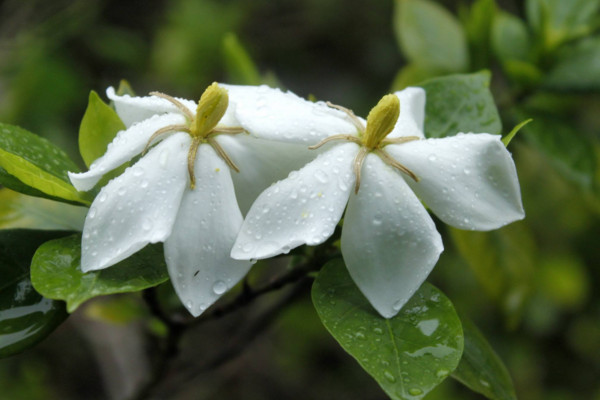 栀子花叶子干枯怎么办，针对不同原因及时护理