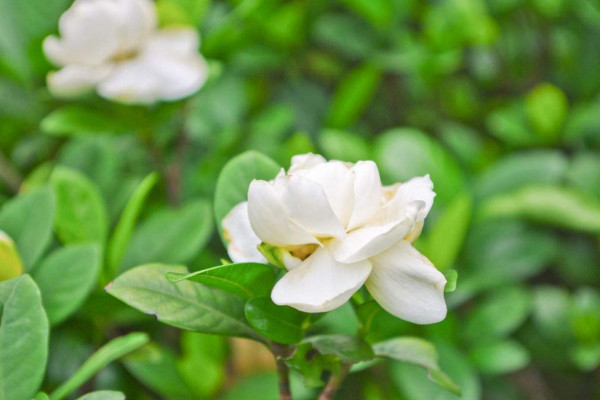 栀子花叶子干枯怎么办，针对不同原因及时护理