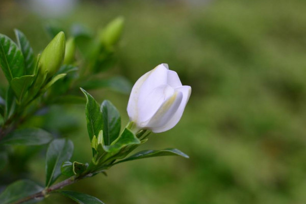 栀子花的传说