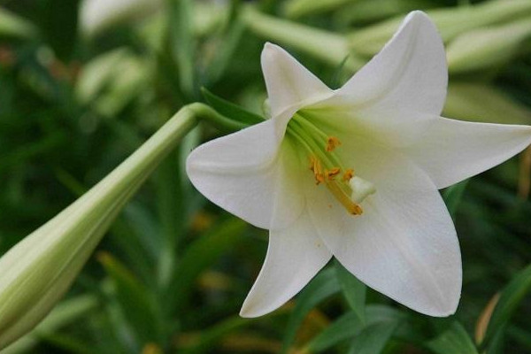 水养百合花注意事项