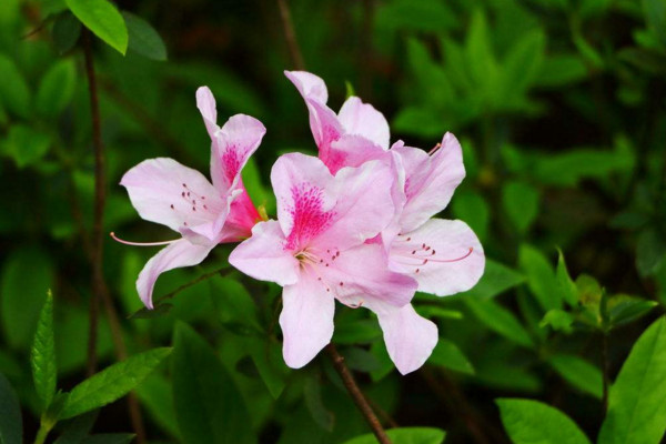 杜鹃花病害及防治方法