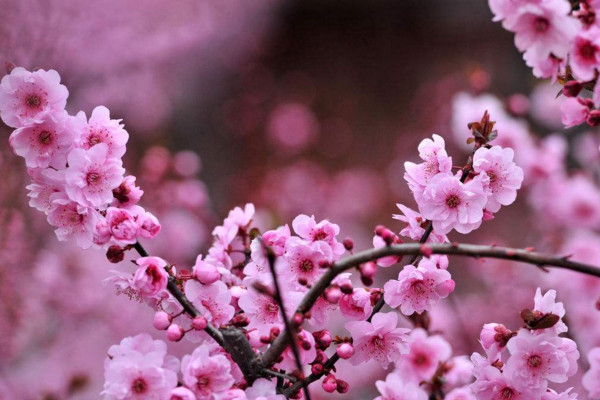 樱花种子怎么催芽