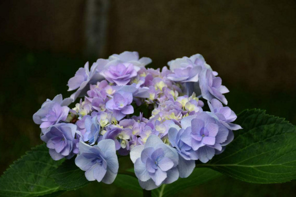 绣球花怎么在花瓶里养，枝芽斜剪每天换水一次