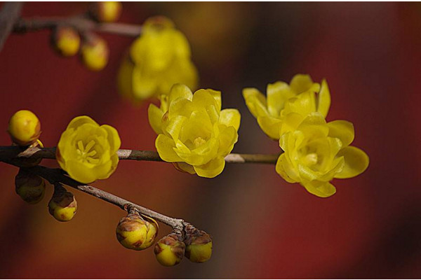 水插腊梅花如何养，用生根粉沾根及时换水