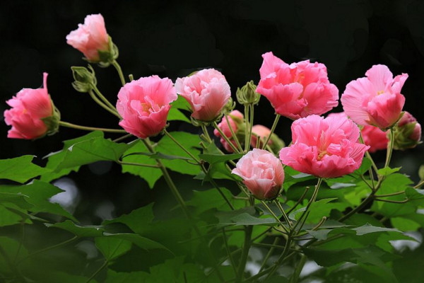 芙蓉是荷花吗，水芙蓉是荷花木芙蓉为陆生植物