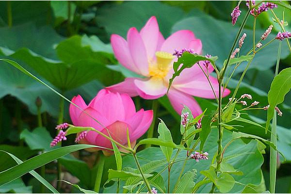 芙蓉是荷花吗，水芙蓉是荷花木芙蓉为陆生植物