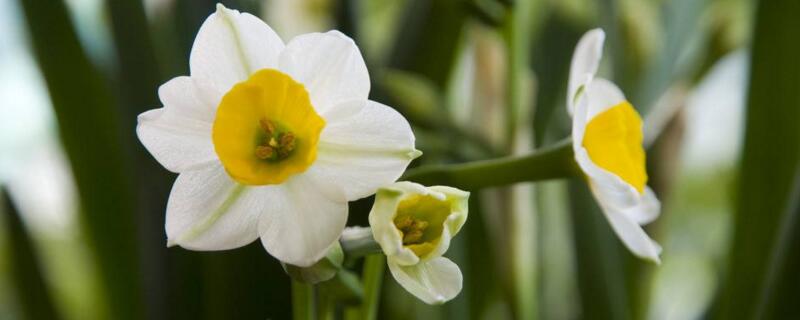 水仙花怎么催花