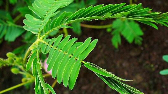 含羞草是花还是草，实则一种开花的草本植物​