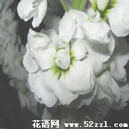 白色紫罗兰花的花语