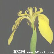 小鸢尾花（明黄色）的花语