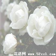 白蔷薇花的花语