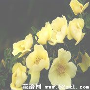黄色蔷薇的花语