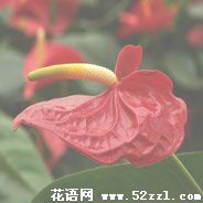 火鹤的花语