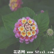 五色梅的花语