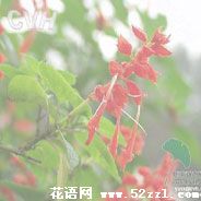 一串红的花语