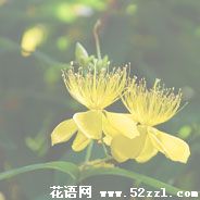 金丝桃的花语