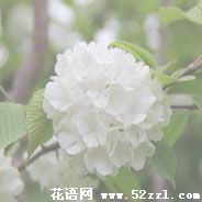 琼花（蝴蝶花）的花语