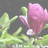 紫玉兰的花语