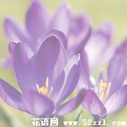 番红花（藏红花）的花语