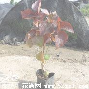 红桑花（铁苋菜）的花语