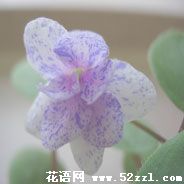 非洲堇（非洲紫罗兰）的花语