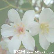 油桐花的花语