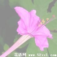 胭脂花的花语