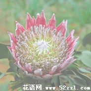 帝王花（菩提花）的花语