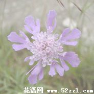 松虫草的花语