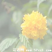 棣棠花的花语