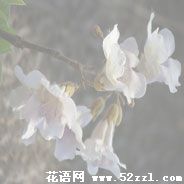 泡桐花的花语