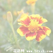 孔雀草的花语