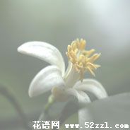 柠檬花的花语